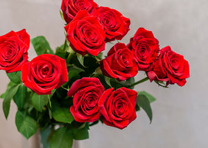 10-30 punast pikka roosi