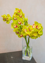 Load image into Gallery viewer, Orhidee