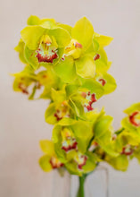 Load image into Gallery viewer, Orhidee